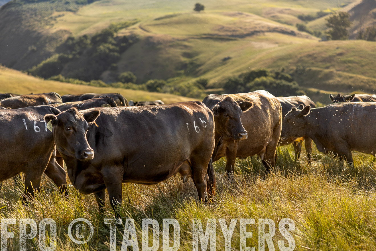TMyers_CalPoly_CA_May2023-529713