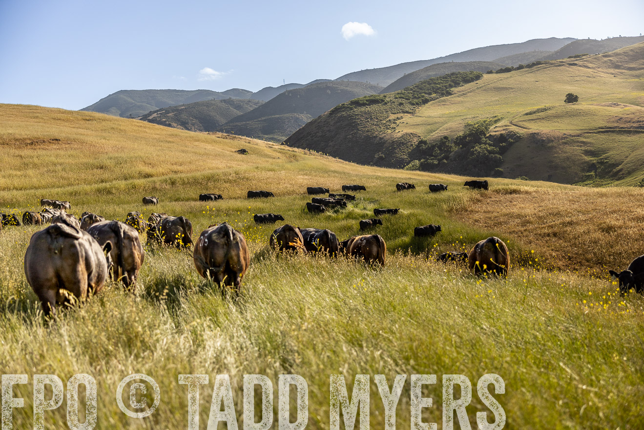 TMyers_CalPoly_CA_May2023-529946