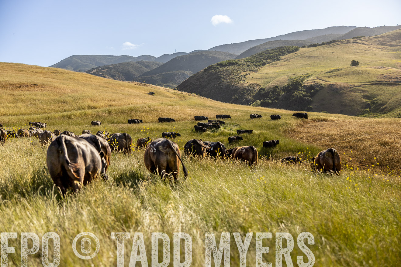 TMyers_CalPoly_CA_May2023-529949