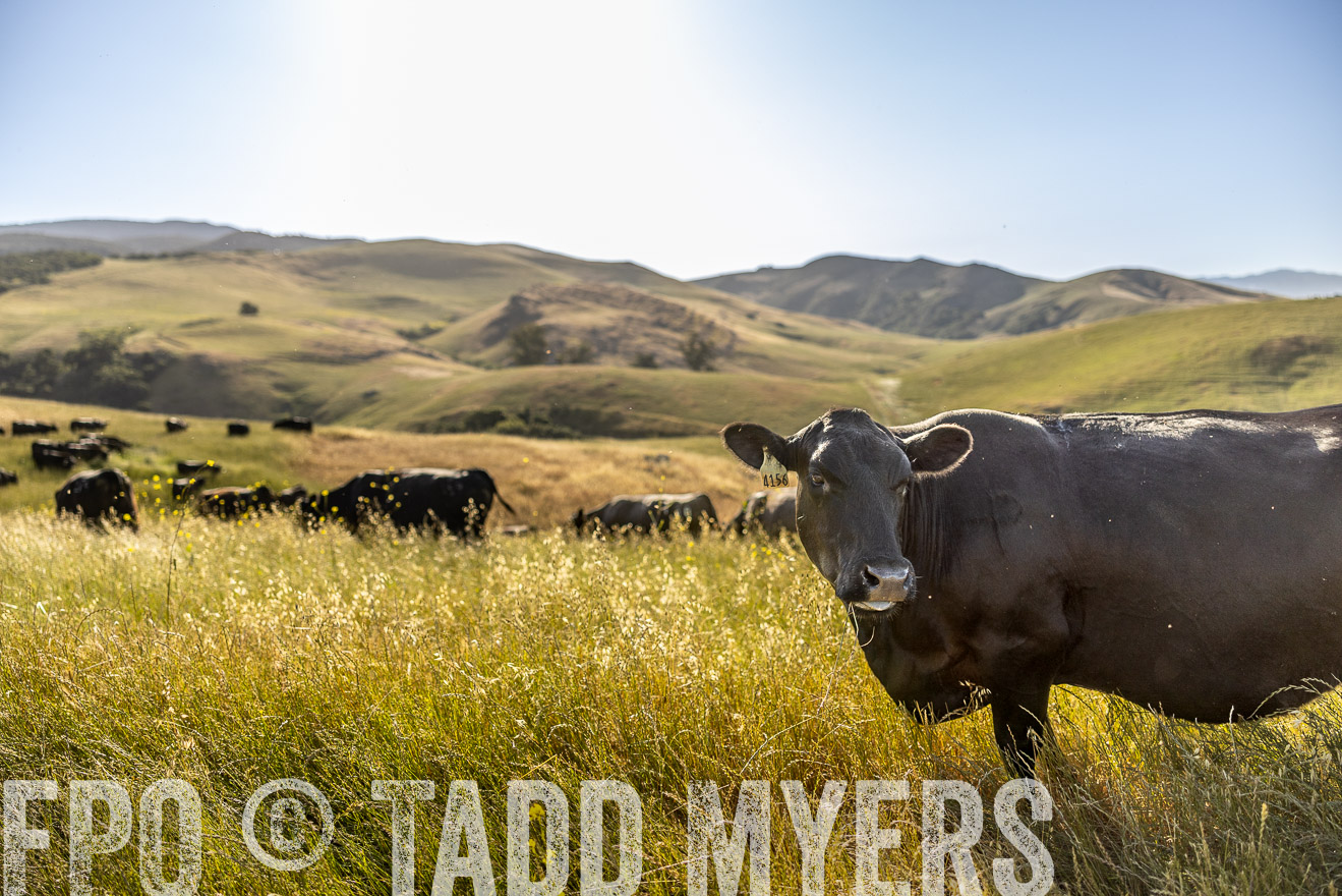 TMyers_CalPoly_CA_May2023-529976