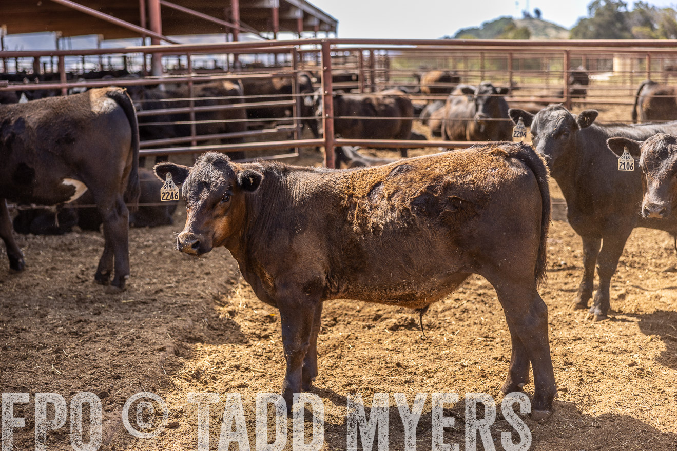 TMyers_CalPoly_CA_May2023-520236