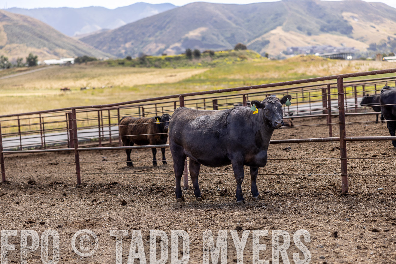 TMyers_CalPoly_CA_May2023-520256