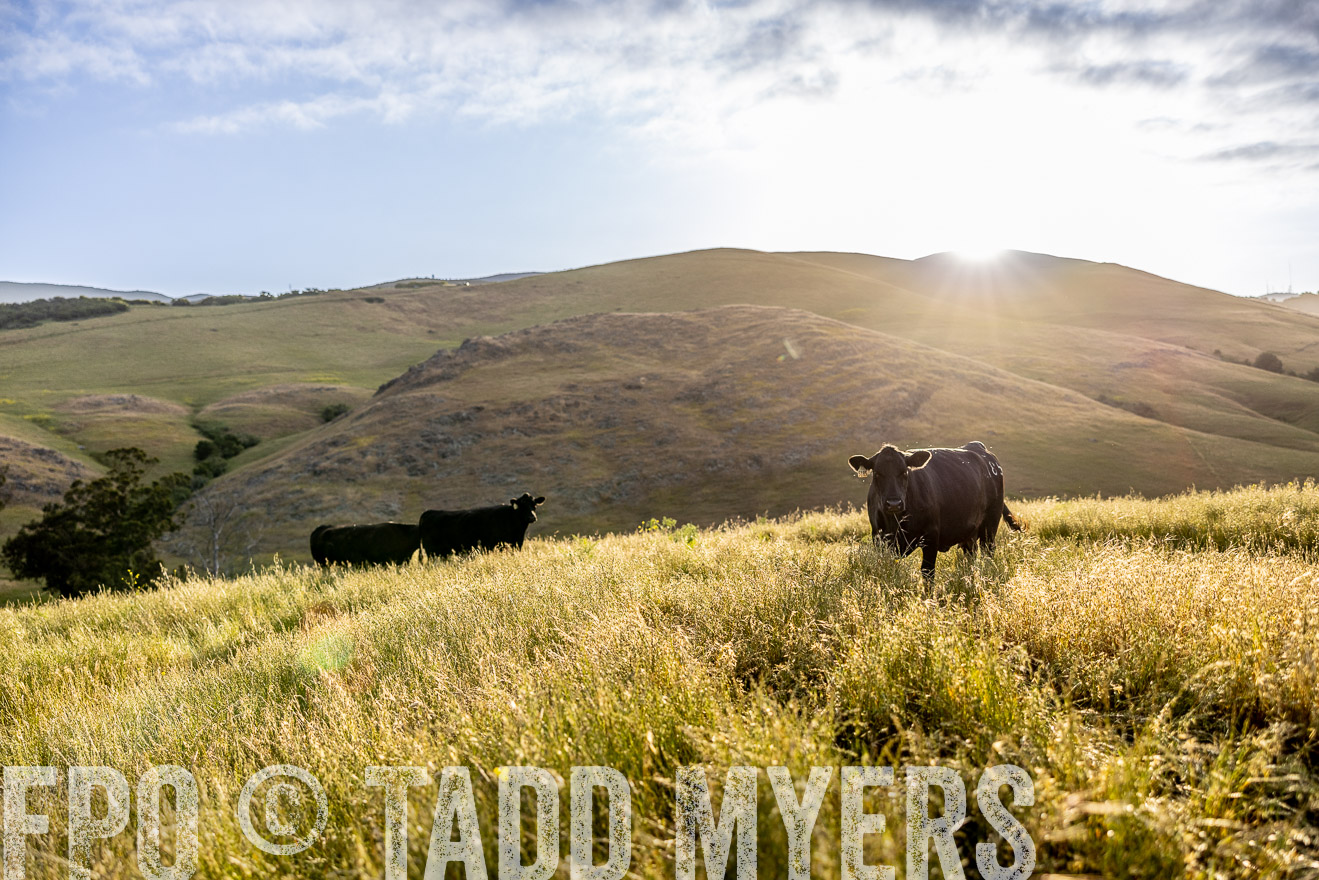 TMyers_CalPoly_CA_May2023-526135