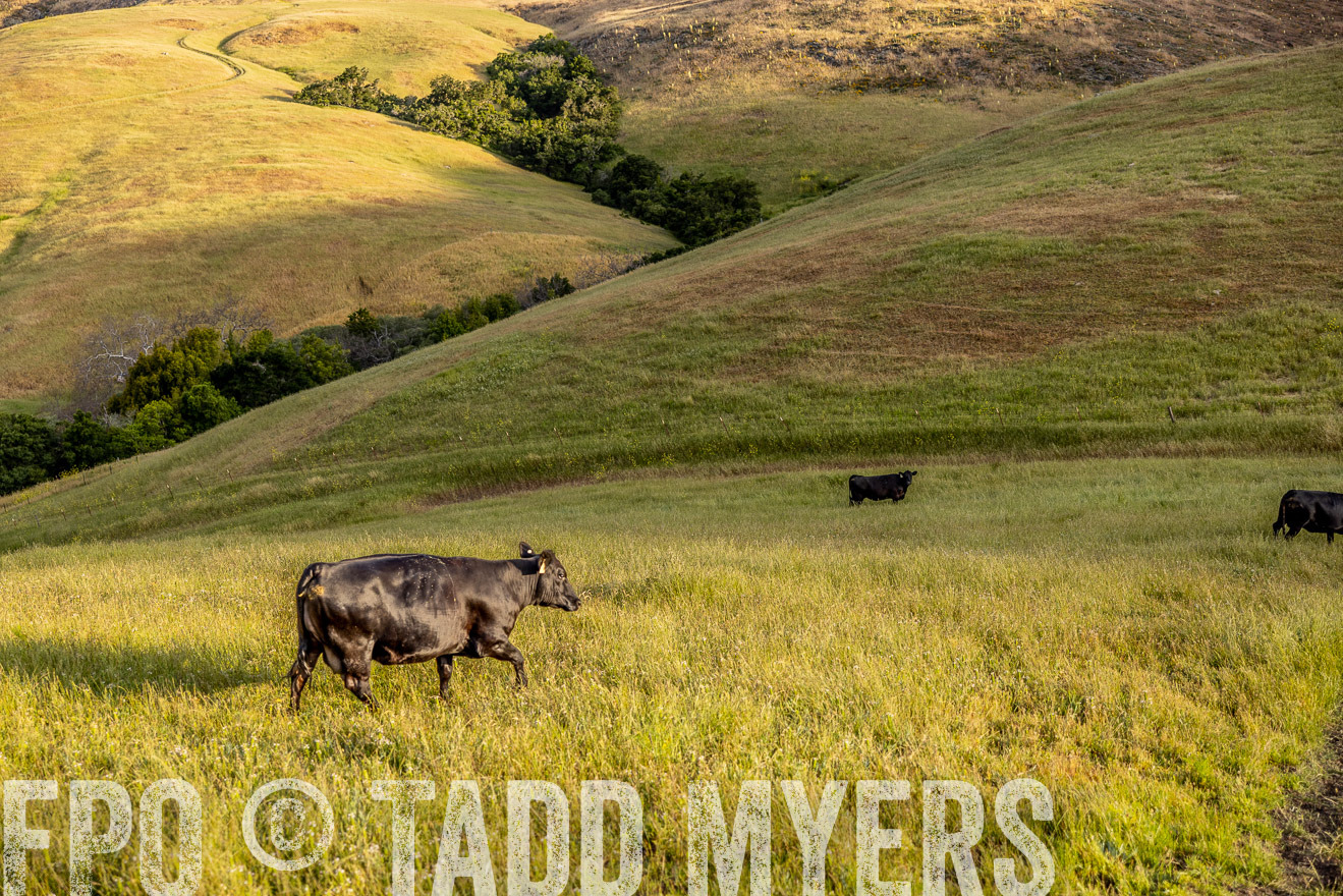 TMyers_CalPoly_CA_May2023-526238
