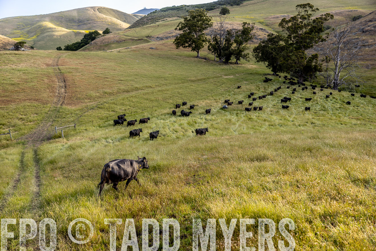 TMyers_CalPoly_CA_May2023-526271