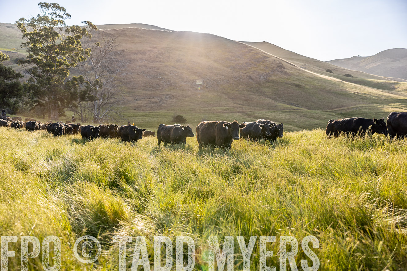 TMyers_CalPoly_CA_May2023-526820
