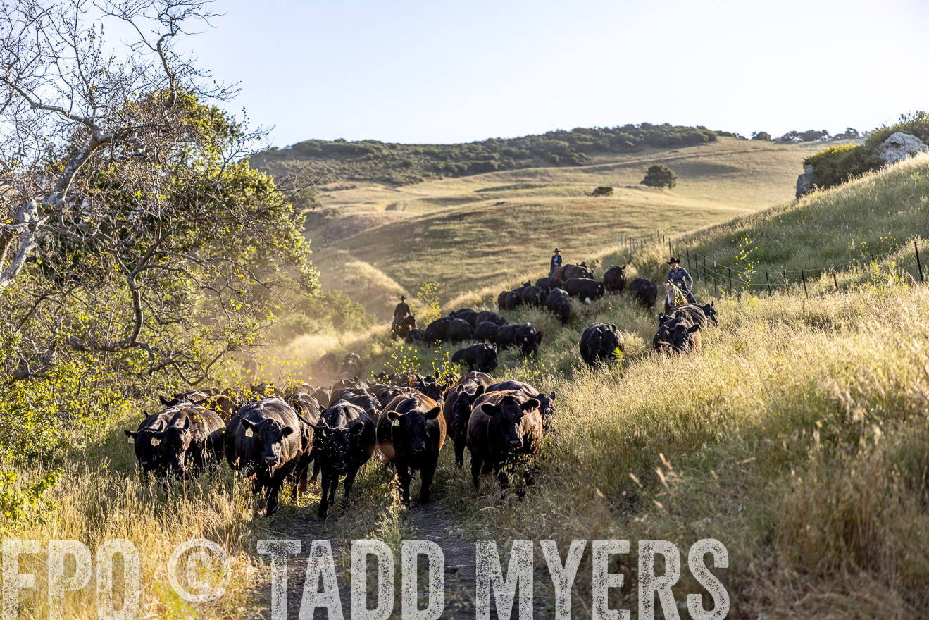 TMyers_CalPoly_CA_May2023-528021