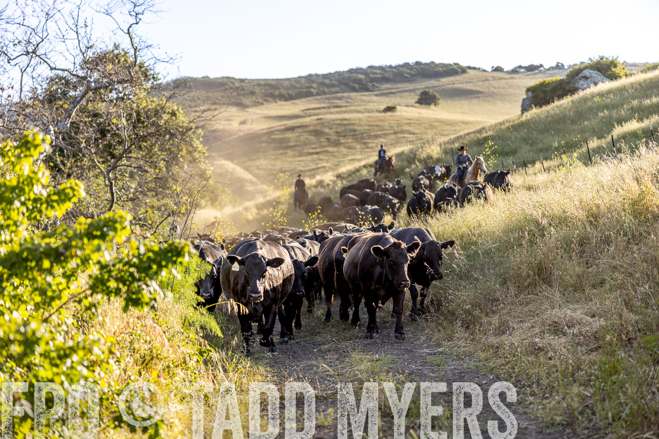 TMyers_CalPoly_CA_May2023-528033