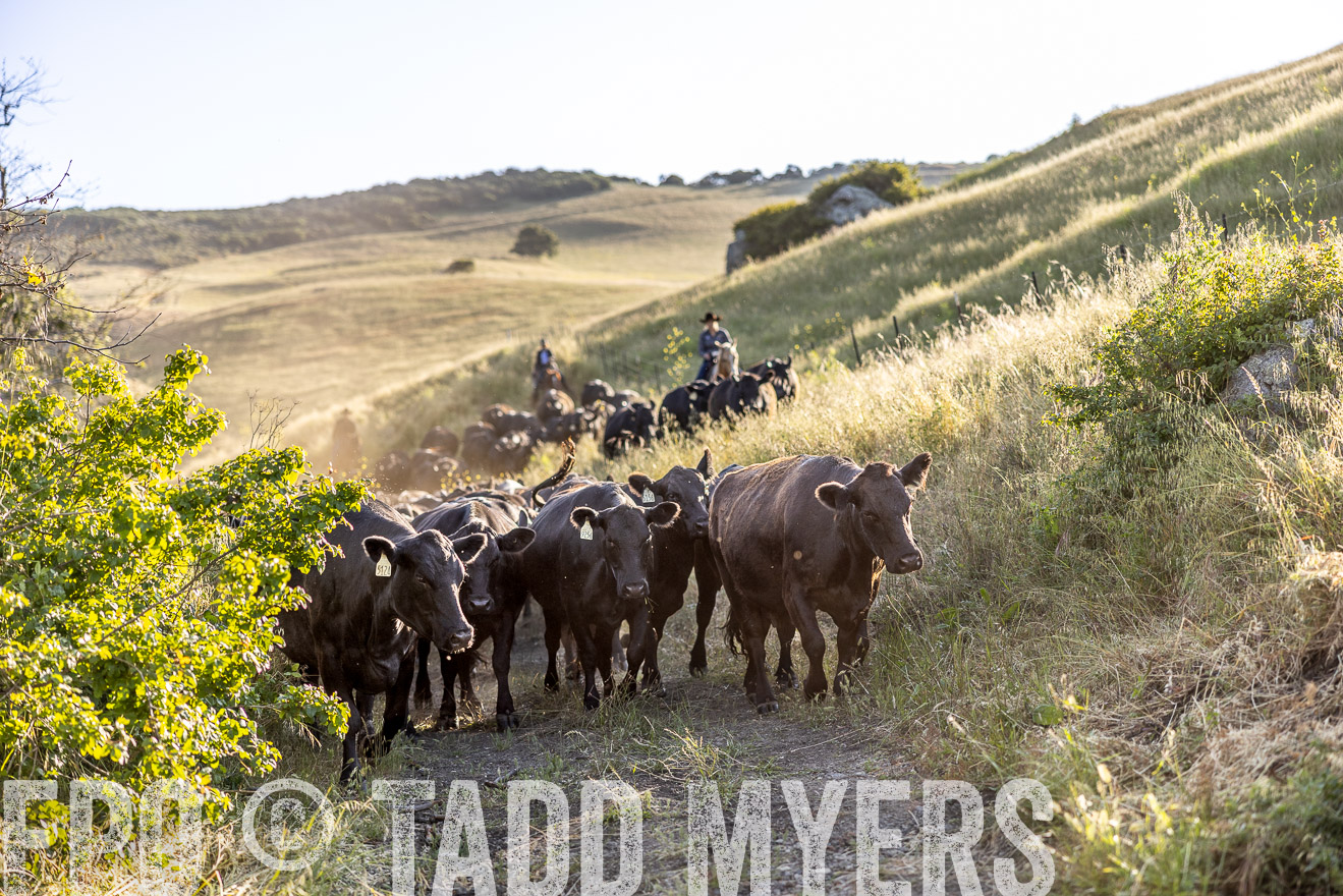 TMyers_CalPoly_CA_May2023-528046