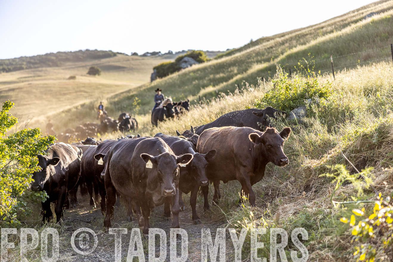 TMyers_CalPoly_CA_May2023-528054