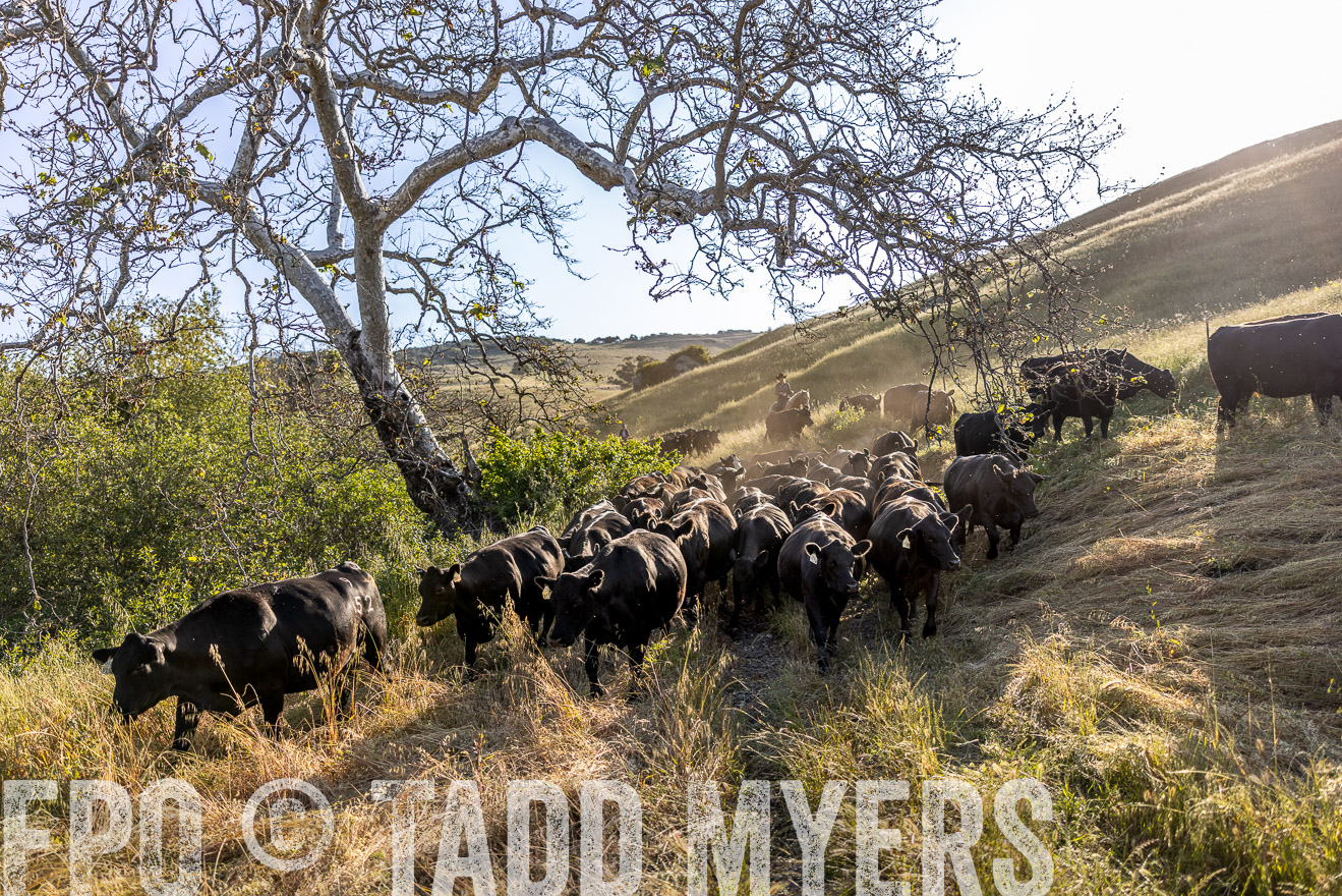 TMyers_CalPoly_CA_May2023-528099