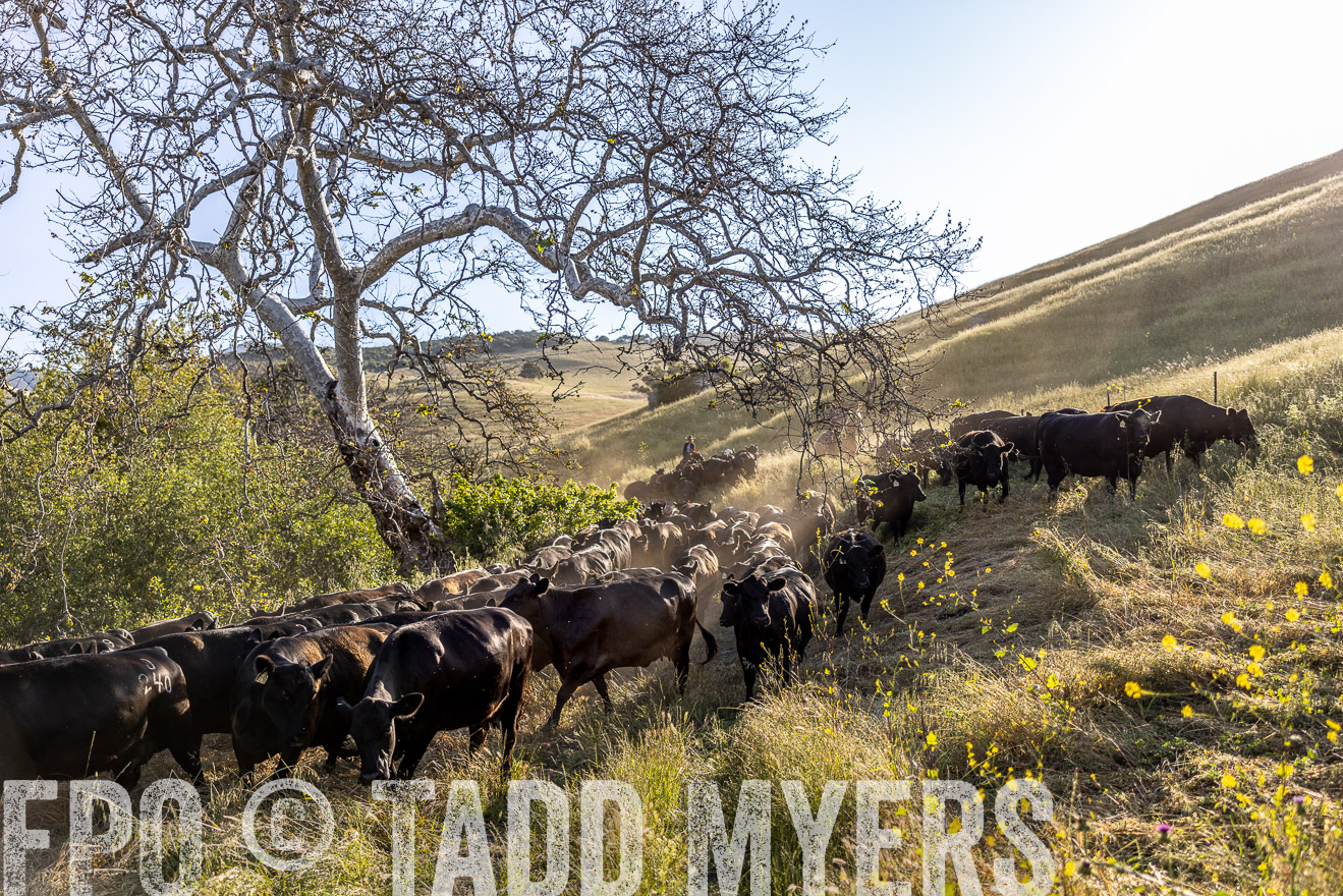 TMyers_CalPoly_CA_May2023-528116
