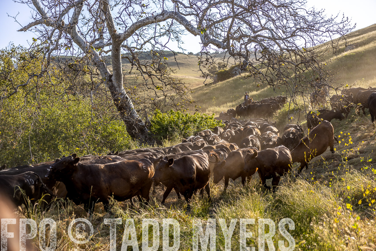 TMyers_CalPoly_CA_May2023-528126
