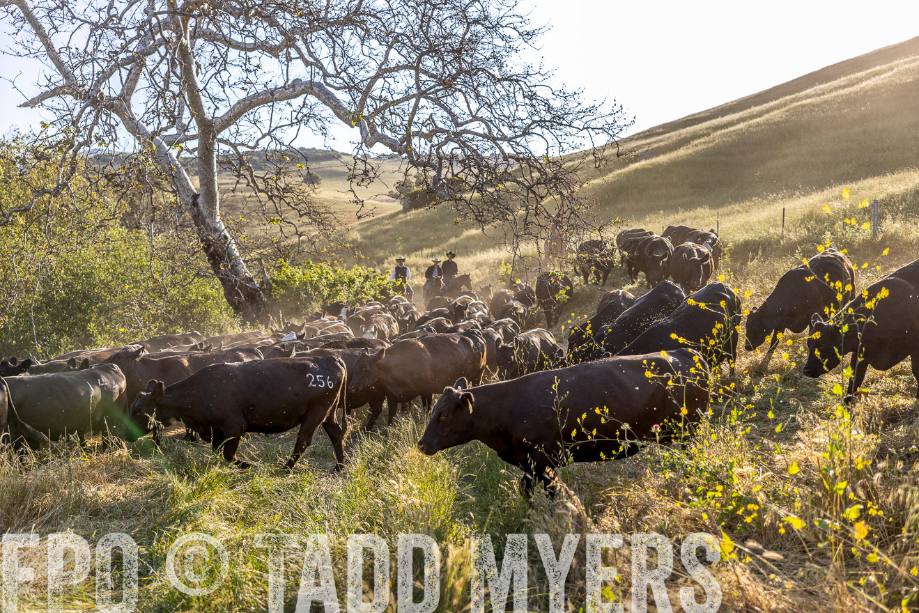 TMyers_CalPoly_CA_May2023-528187