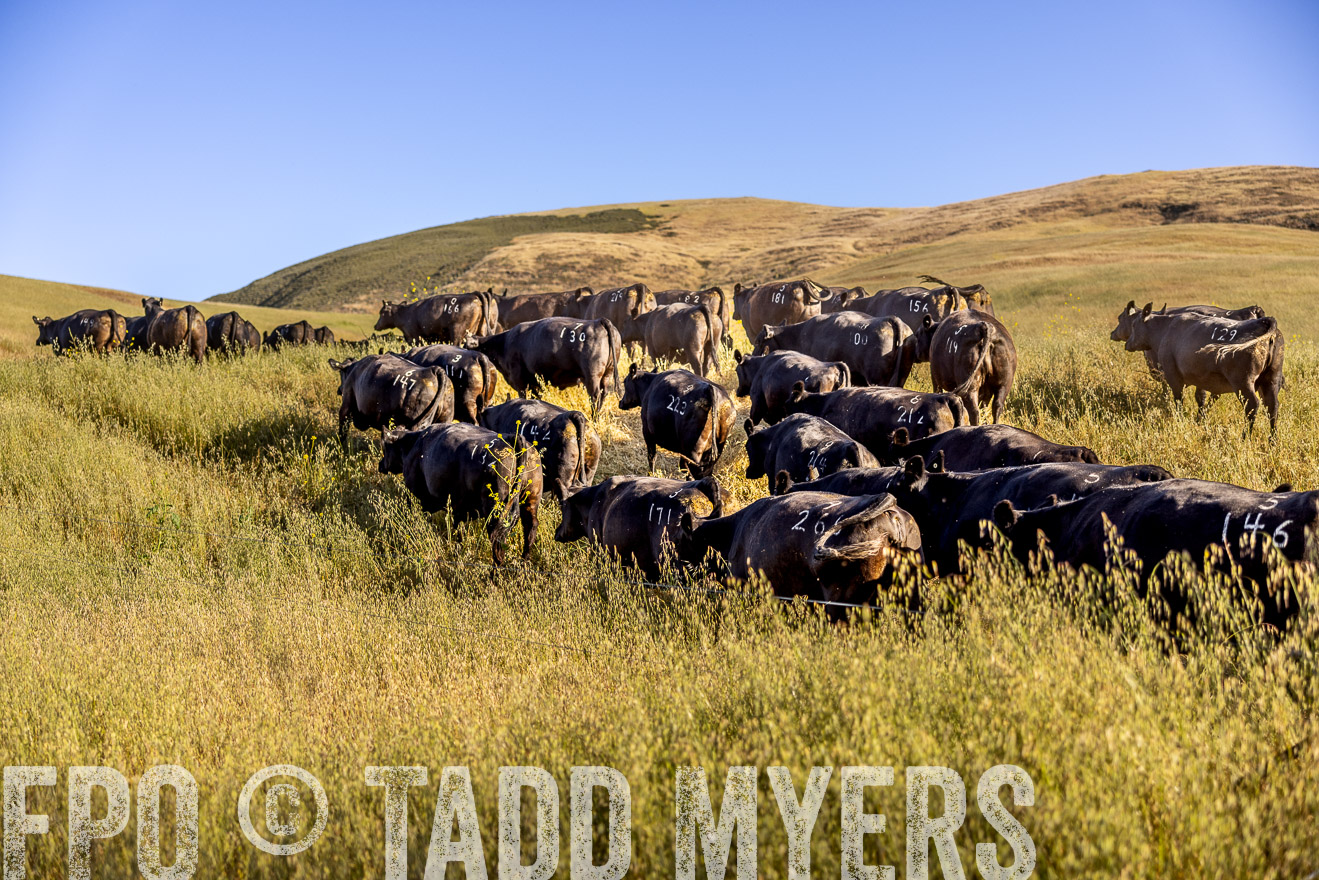 TMyers_CalPoly_CA_May2023-528303