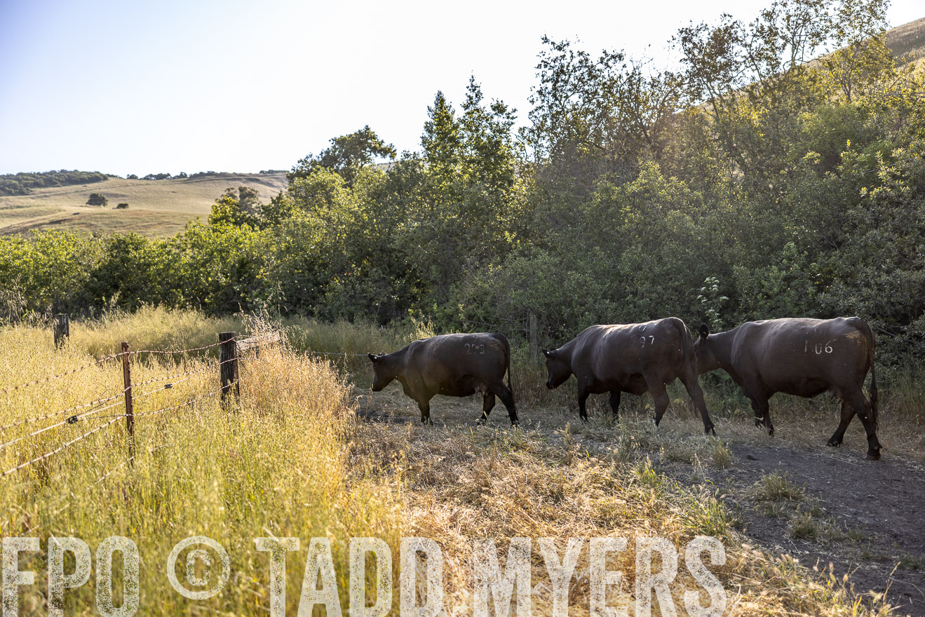 TMyers_CalPoly_CA_May2023-528951
