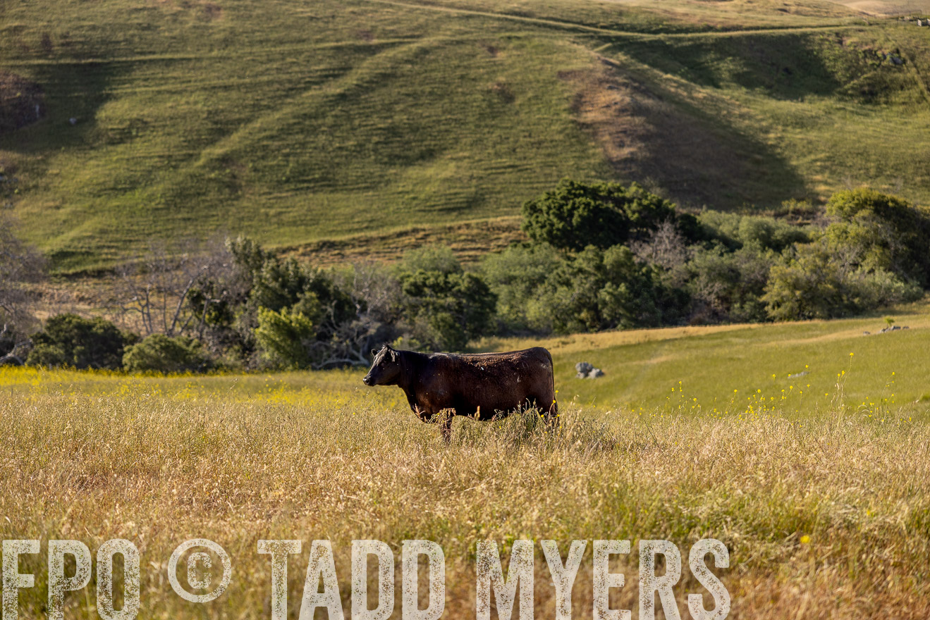 TMyers_CalPoly_CA_May2023-529605