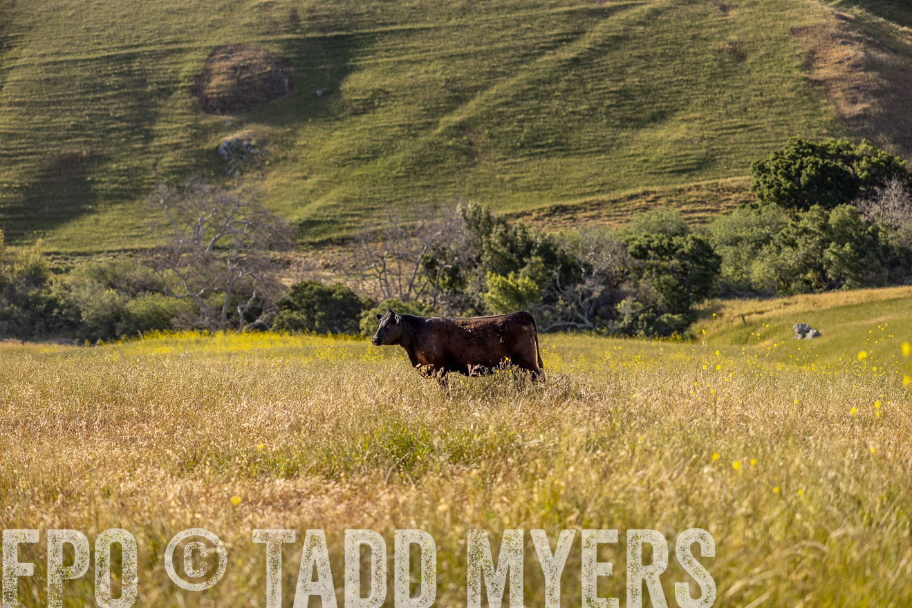 TMyers_CalPoly_CA_May2023-529609
