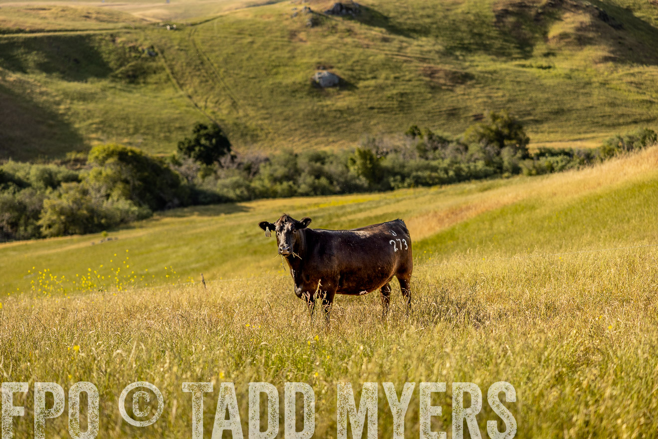 TMyers_CalPoly_CA_May2023-529640