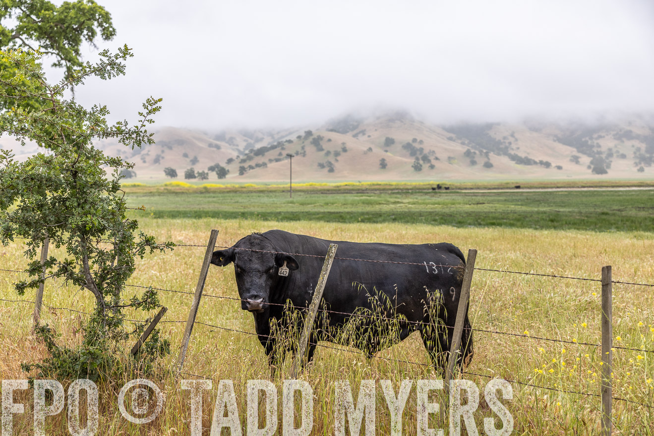 TMyers_SanBenitoRanch_CA_May2023-2-26
