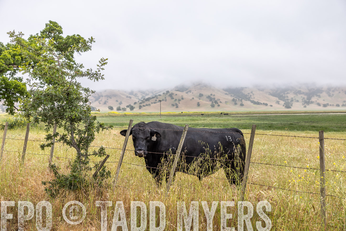 TMyers_SanBenitoRanch_CA_May2023-2-30