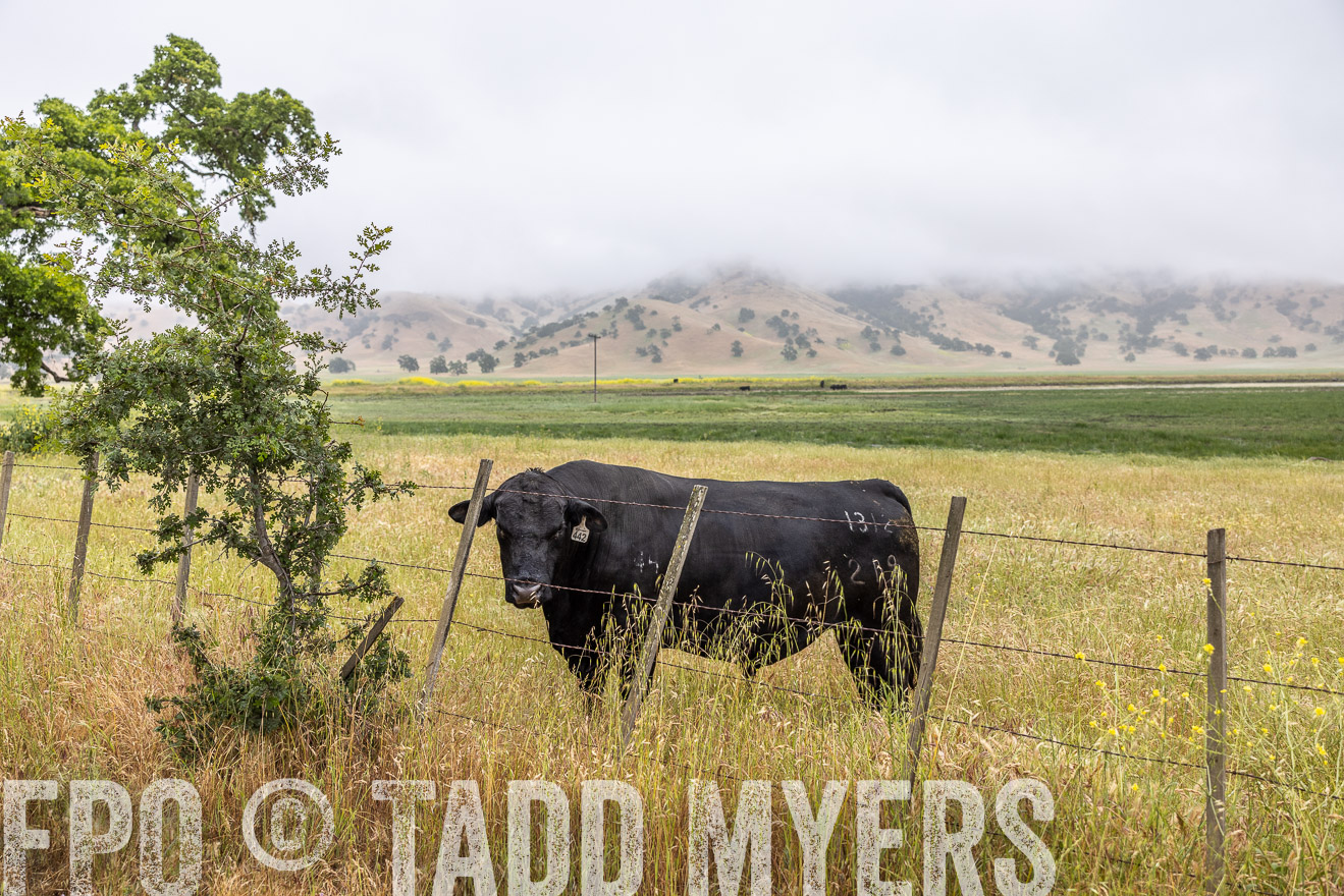TMyers_SanBenitoRanch_CA_May2023-2-33