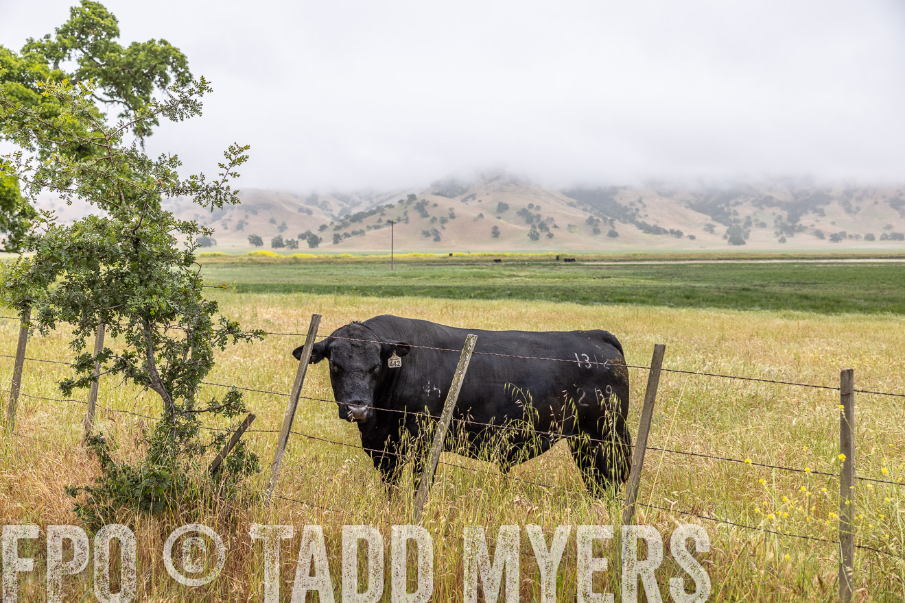 TMyers_SanBenitoRanch_CA_May2023-2-35