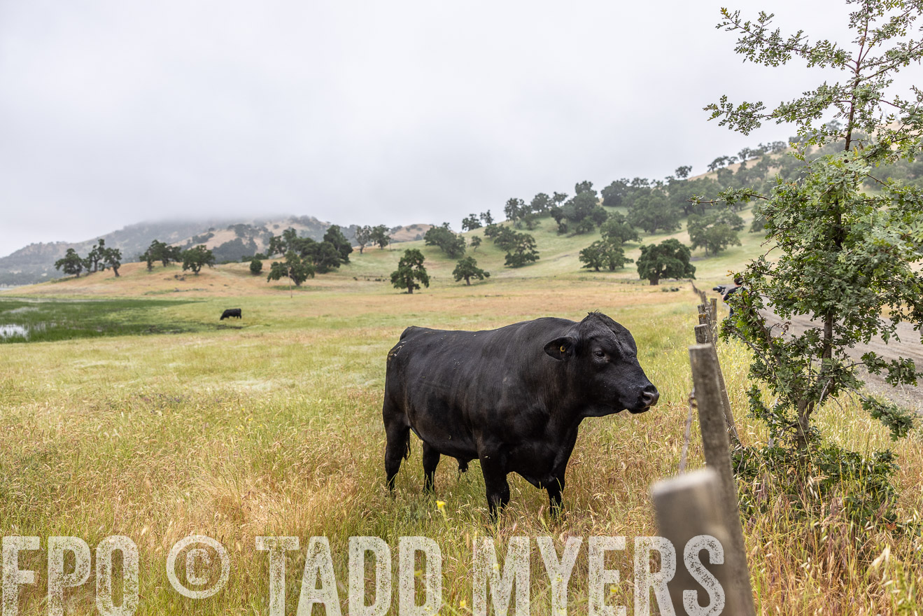 TMyers_SanBenitoRanch_CA_May2023-2-38