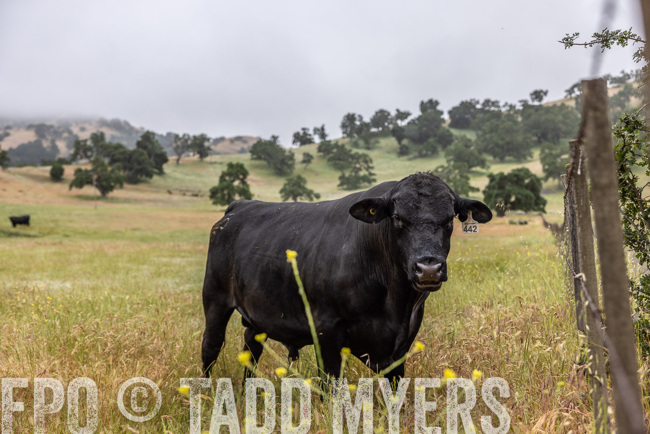 TMyers_SanBenitoRanch_CA_May2023-2-45