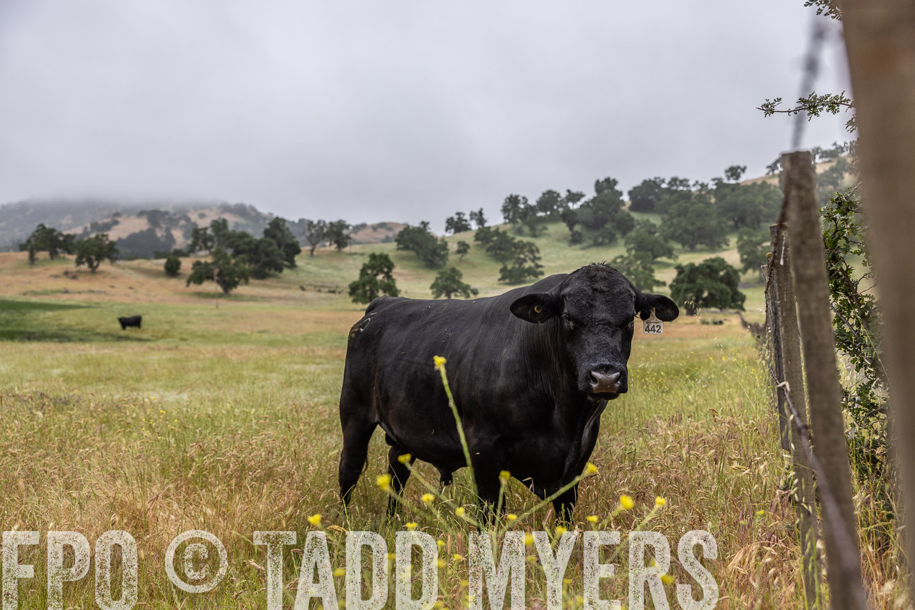 TMyers_SanBenitoRanch_CA_May2023-2-47
