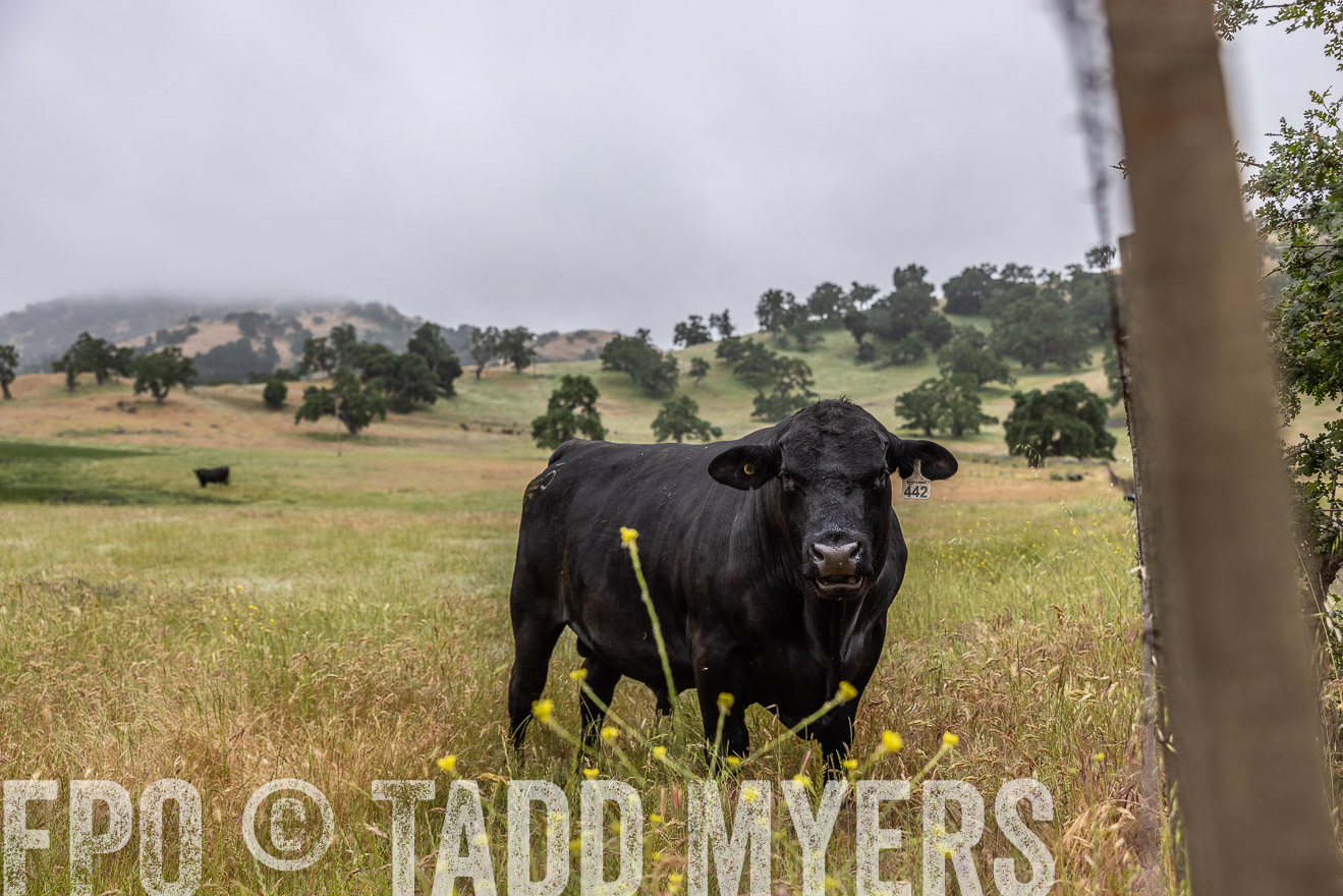 TMyers_SanBenitoRanch_CA_May2023-2-48