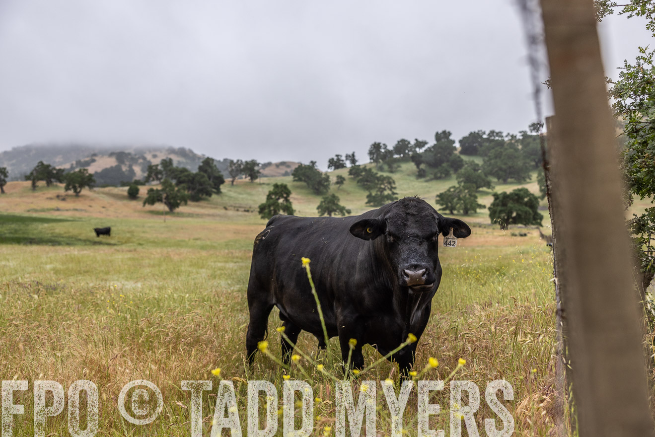 TMyers_SanBenitoRanch_CA_May2023-2-49