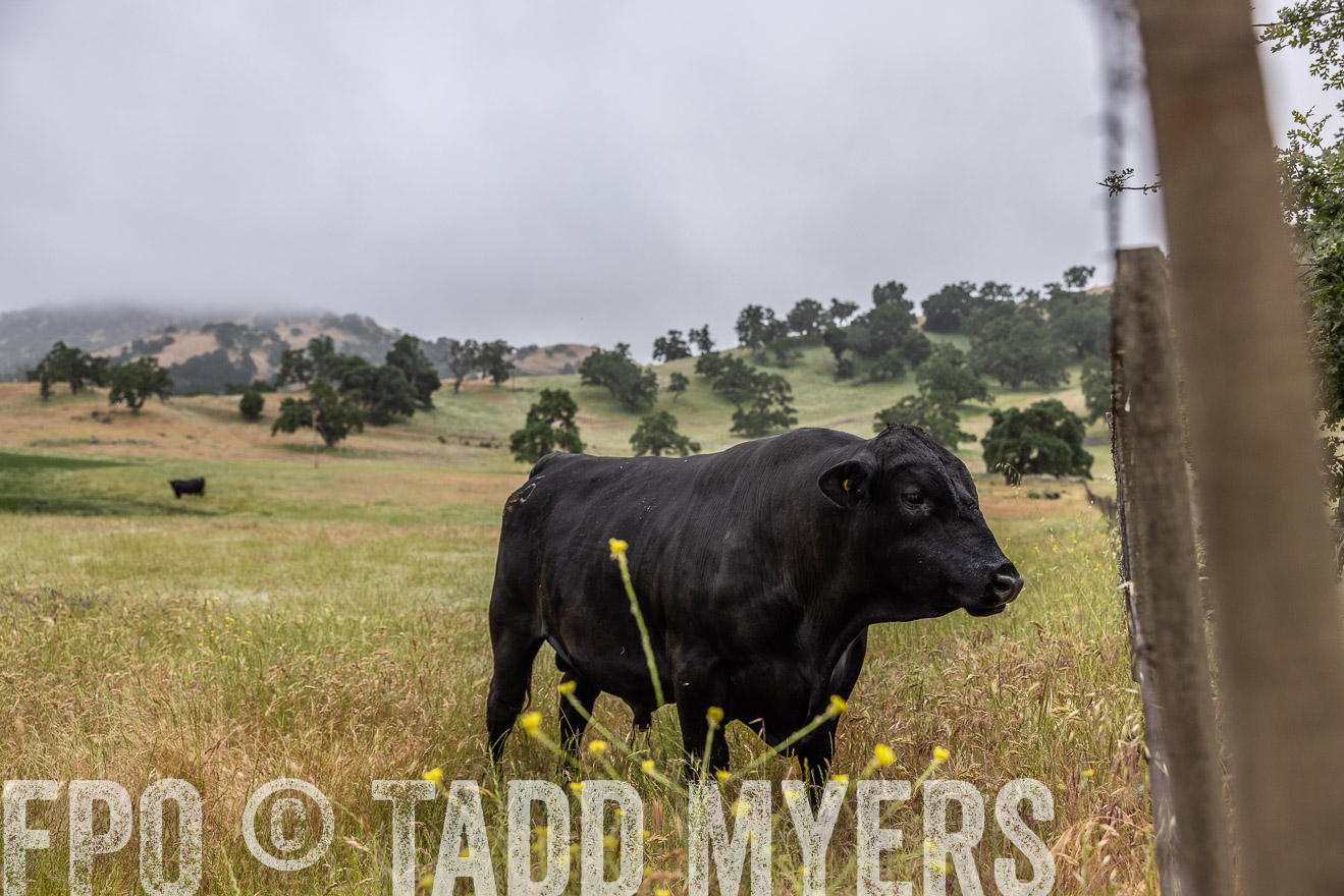 TMyers_SanBenitoRanch_CA_May2023-2-53