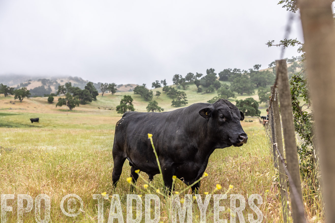 TMyers_SanBenitoRanch_CA_May2023-2-56