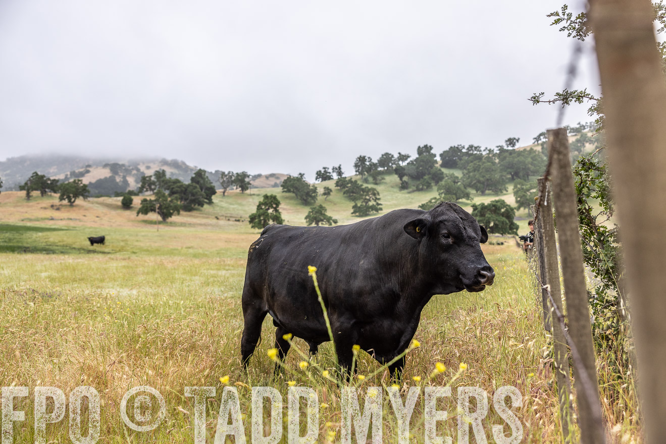TMyers_SanBenitoRanch_CA_May2023-2-58