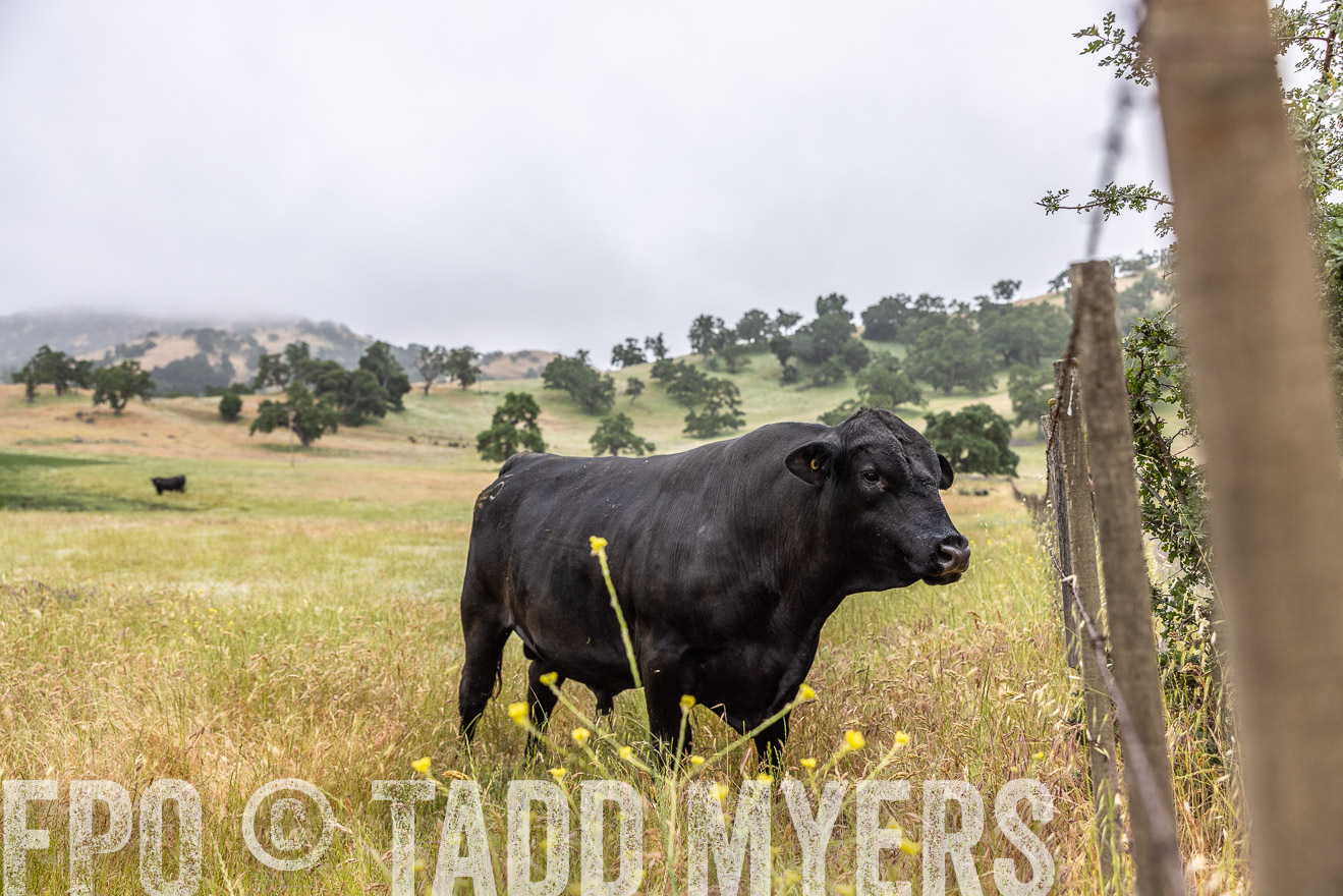 TMyers_SanBenitoRanch_CA_May2023-2-61