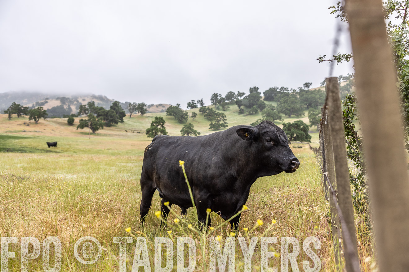 TMyers_SanBenitoRanch_CA_May2023-2-63