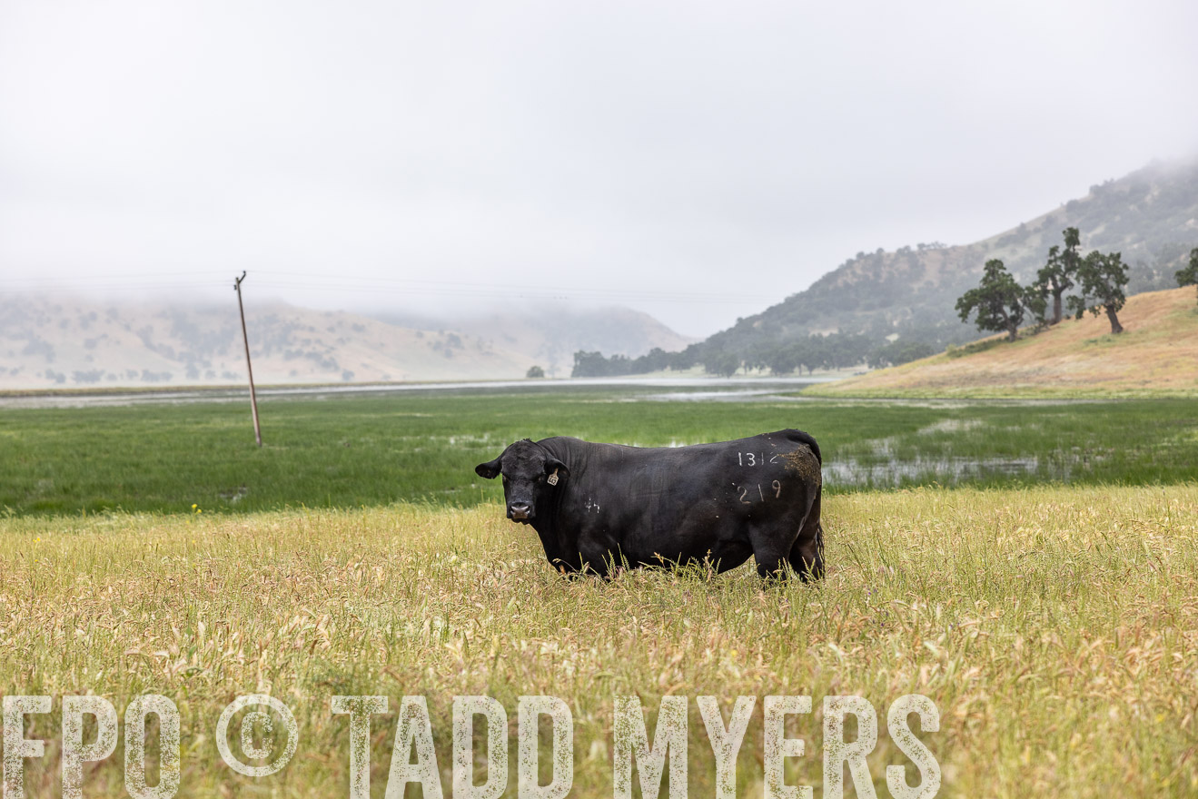 TMyers_SanBenitoRanch_CA_May2023-2-99