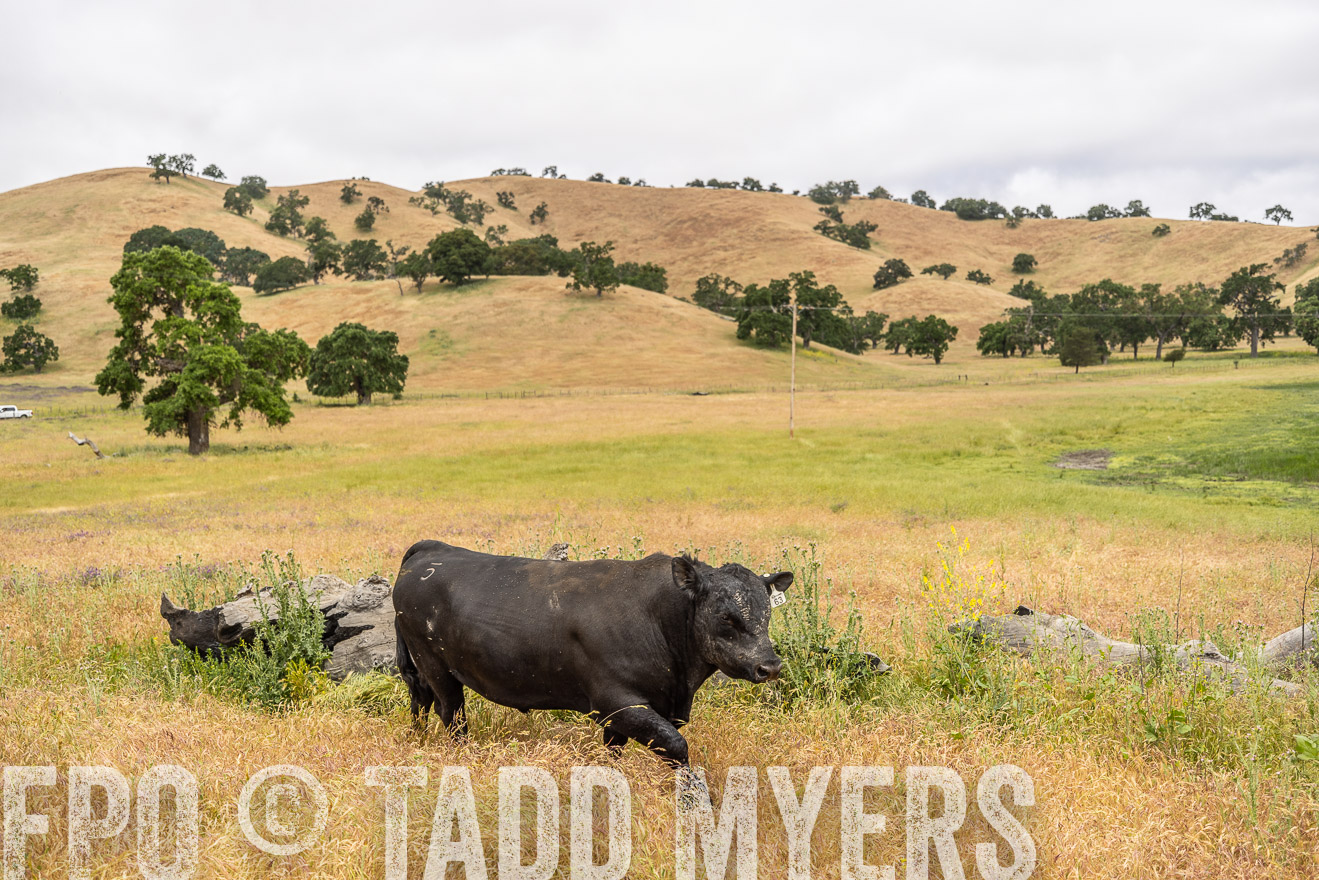 TMyers_SanBenitoRanch_CA_May2023-521096