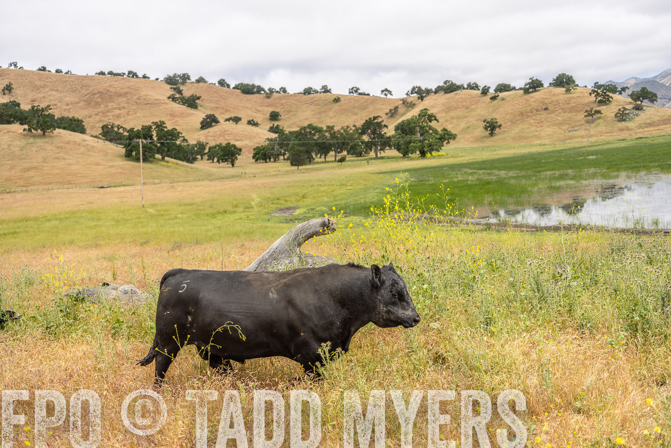 TMyers_SanBenitoRanch_CA_May2023-521105