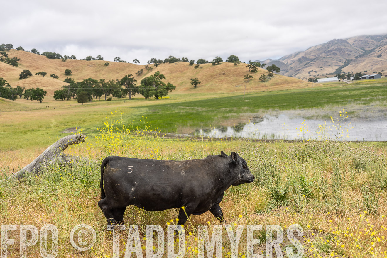 TMyers_SanBenitoRanch_CA_May2023-521109