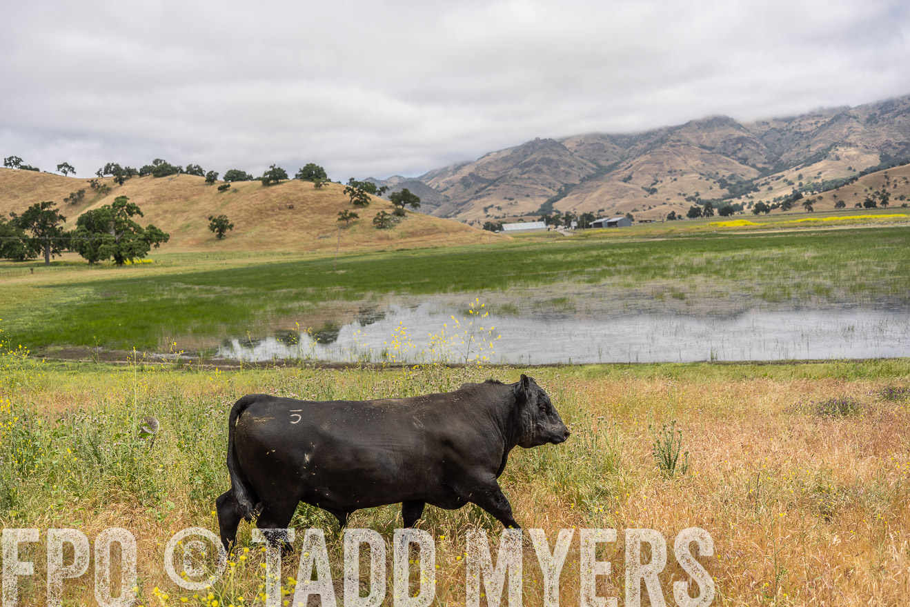 TMyers_SanBenitoRanch_CA_May2023-521113