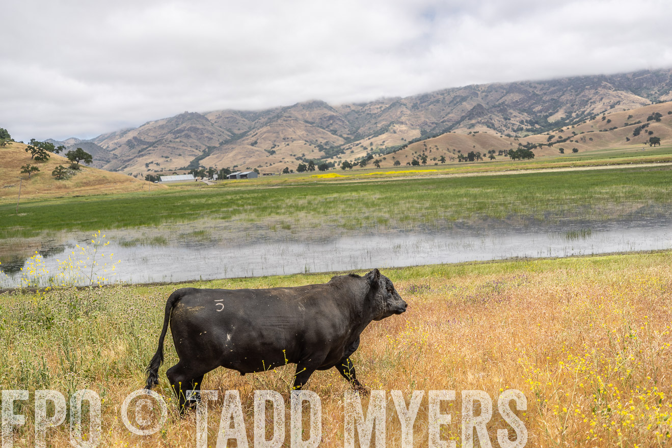 TMyers_SanBenitoRanch_CA_May2023-521118