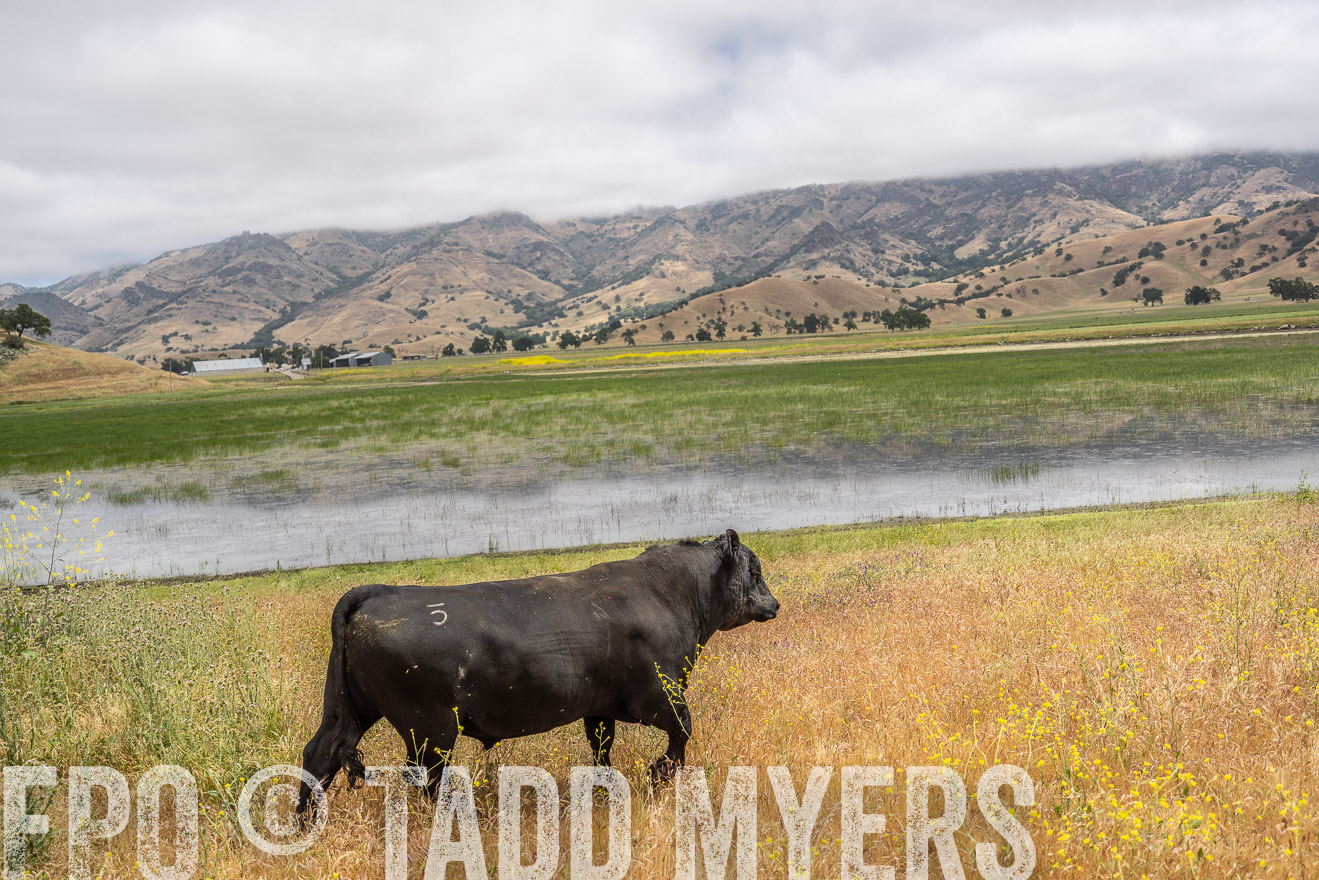 TMyers_SanBenitoRanch_CA_May2023-521119
