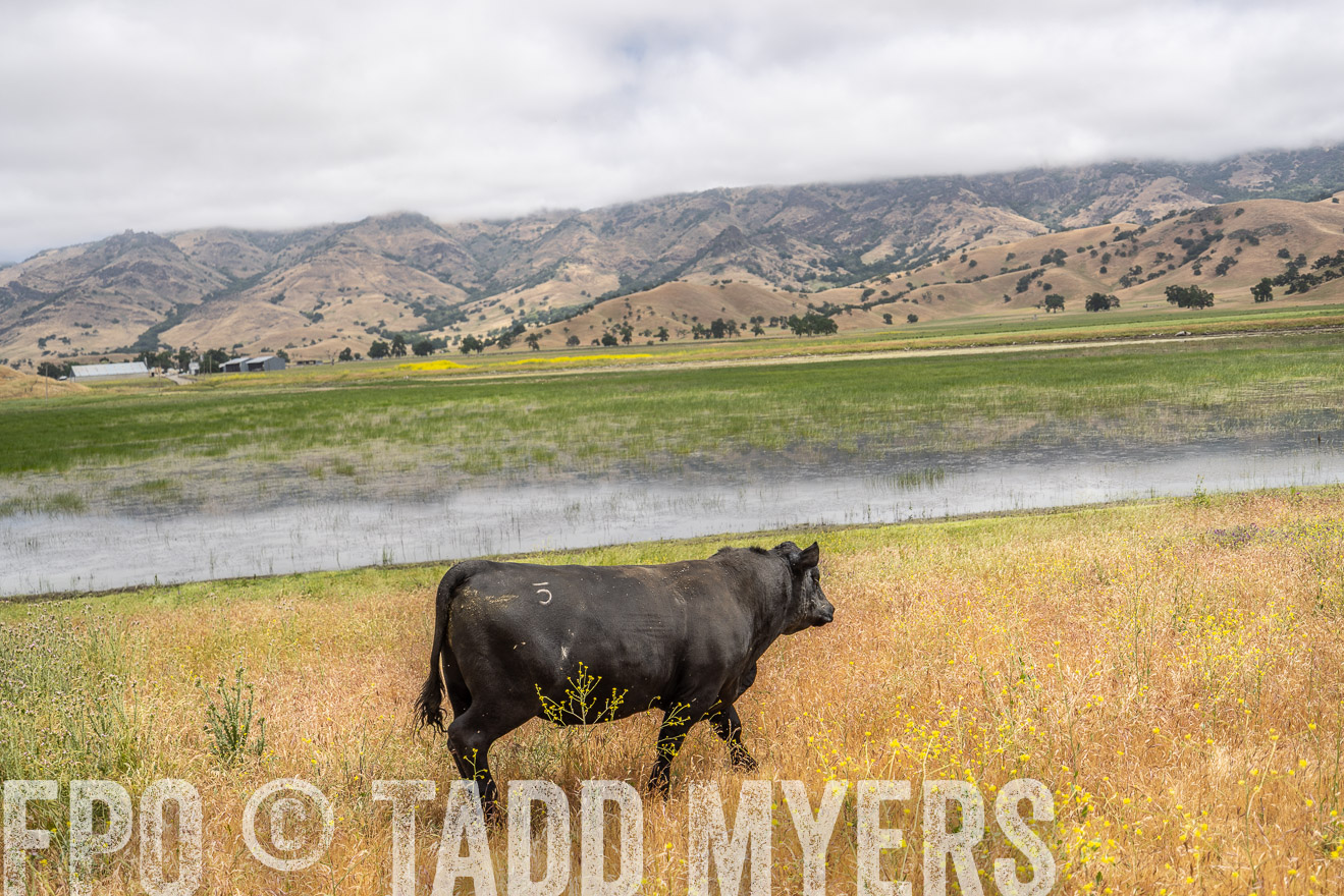 TMyers_SanBenitoRanch_CA_May2023-521122