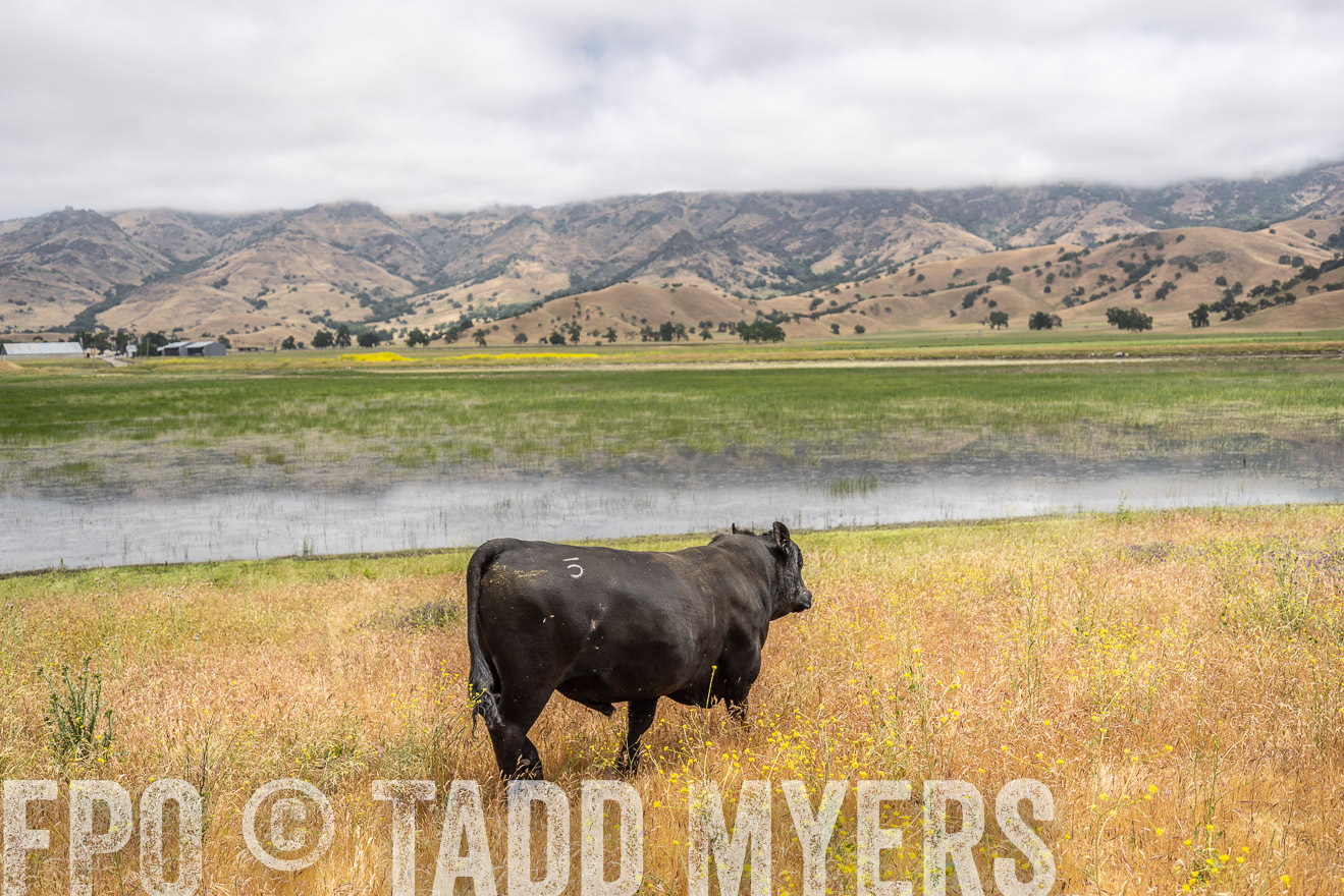 TMyers_SanBenitoRanch_CA_May2023-521123