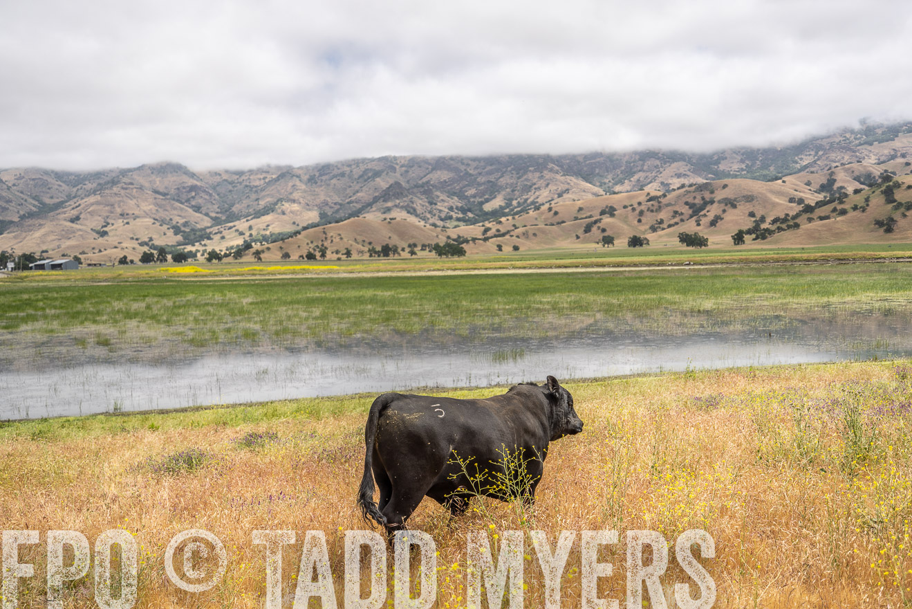 TMyers_SanBenitoRanch_CA_May2023-521127