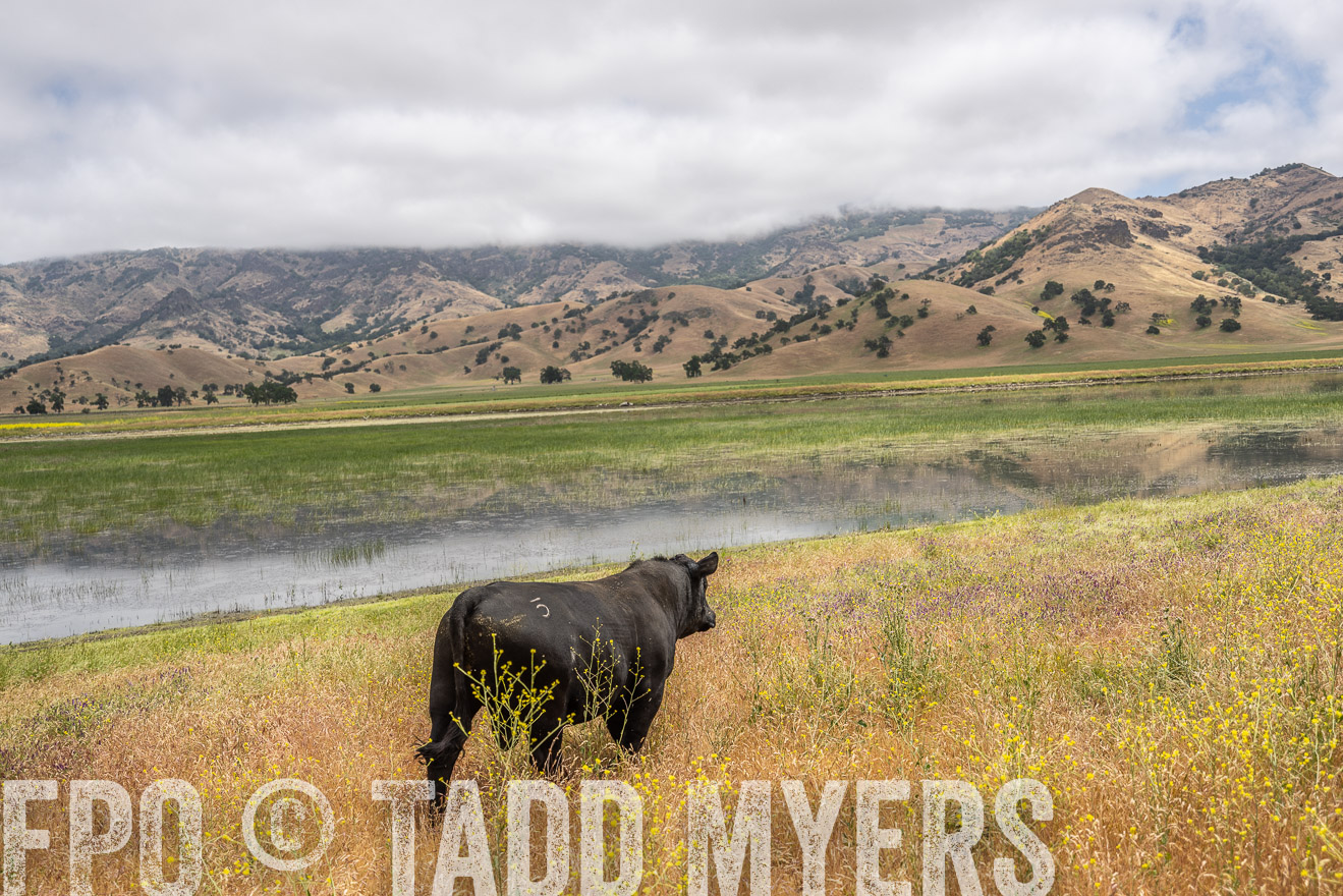 TMyers_SanBenitoRanch_CA_May2023-521132