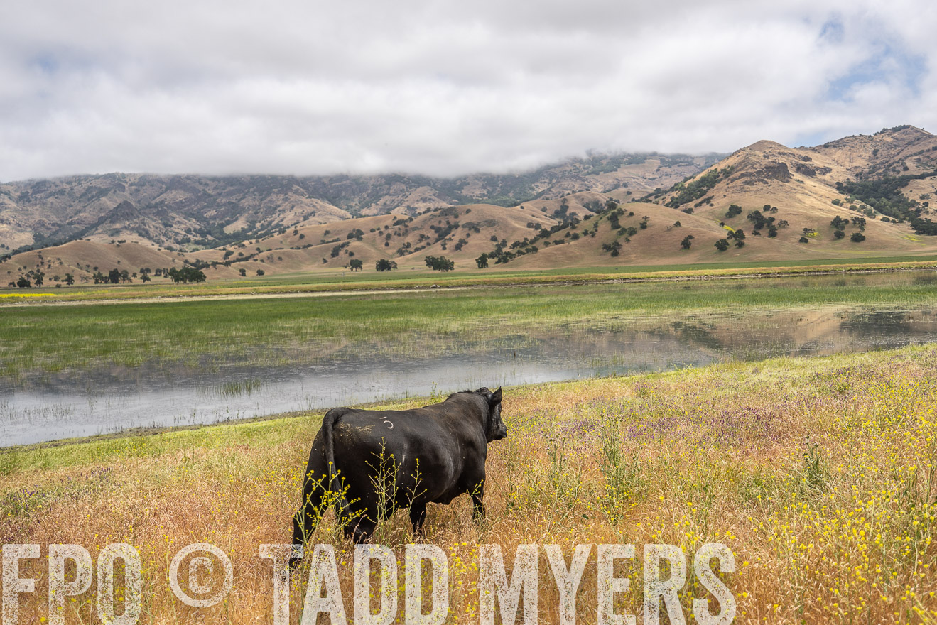 TMyers_SanBenitoRanch_CA_May2023-521133