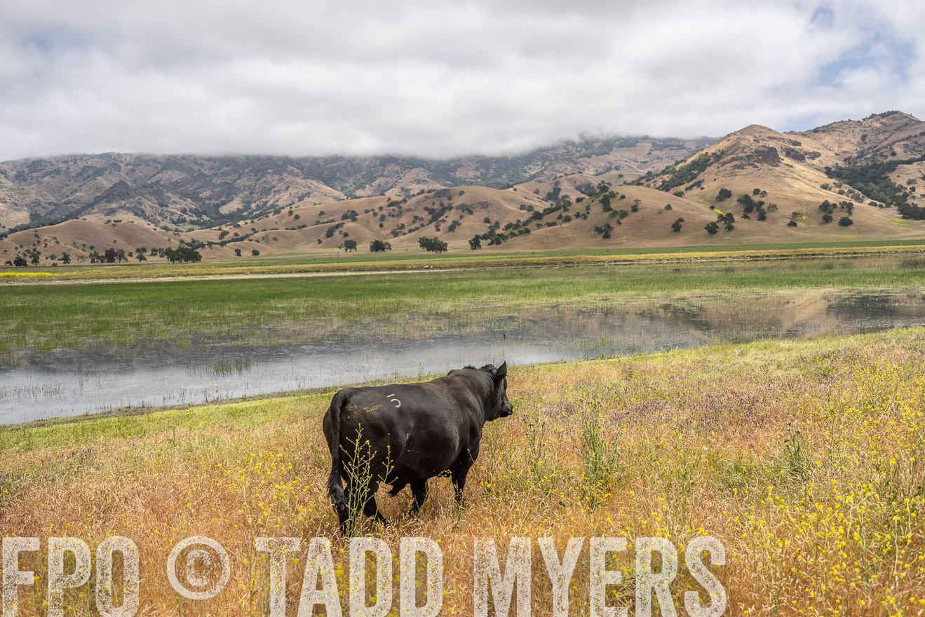 TMyers_SanBenitoRanch_CA_May2023-521134